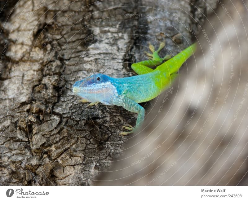 peephole Nature Animal Tree Wild animal Anolis Gecko Lizards Iguana mamoranolis anolis marmoratus 1 Looking Brash Curiosity Blue Green Tree bark Colour photo