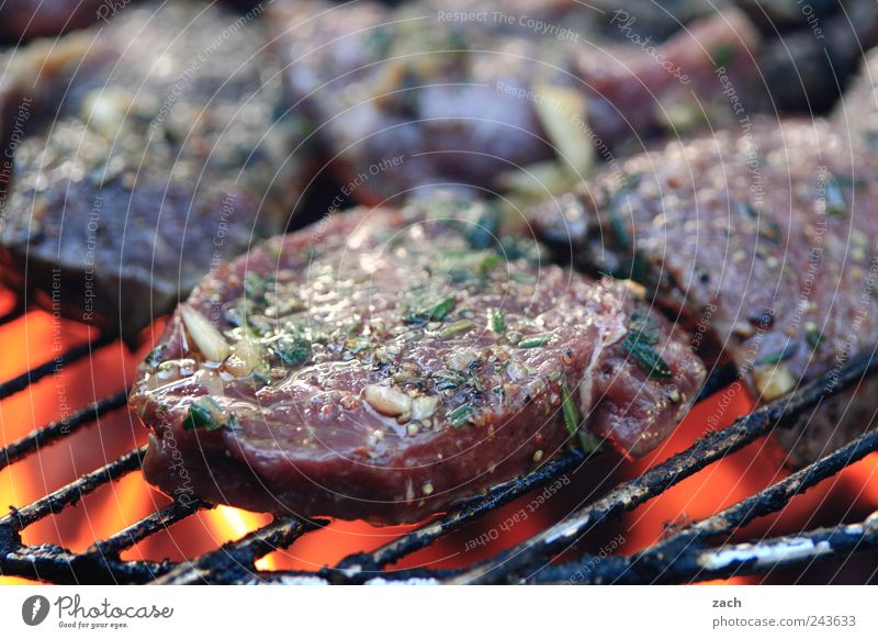 Summer - Final spurt Food Meat Herbs and spices Pork Beef Steak Escalope Nutrition Dinner Barbecue (event) Grill BBQ season Barbecue (apparatus) To enjoy