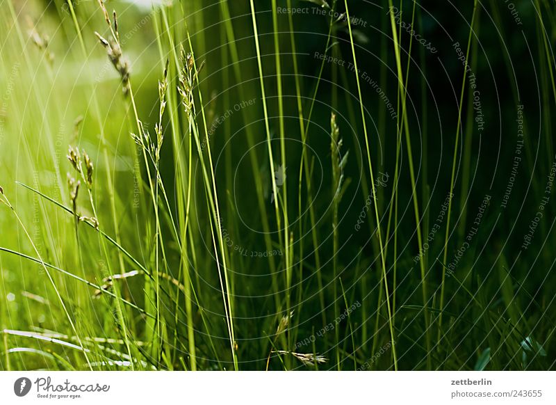 even more grass Green Plant Grass Lawn Meadow Pasture Garden Park Nature Blade of grass Light Sunlight Sunbeam Back-light Dark Twilight Sunset Copy Space