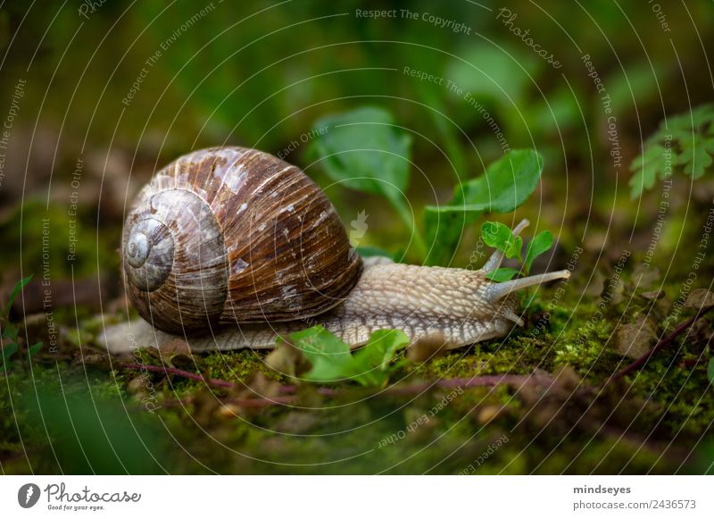 snail in moss Nature Grass Moss Leaf Meadow Animal Wild animal Snail 1 Discover Crawl Natural Green Safety (feeling of) Attentive Patient Calm Endurance Idyll