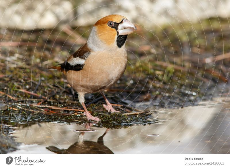 Hawfinch Education Science & Research Biology Ornithology Profession Man Adults Environment Nature Animal Water Earth Wild animal Bird 1 Eating Feeding