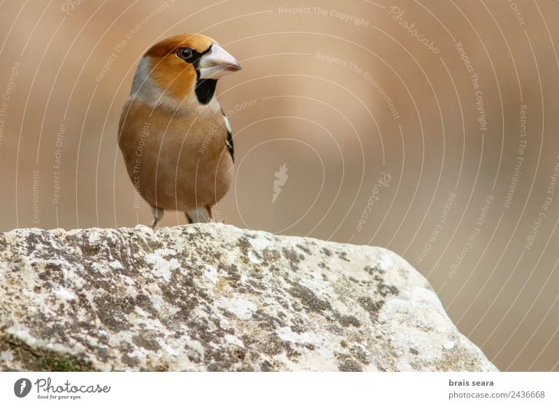 Hawfinch Science & Research Biology Ornithology Biologist Masculine Environment Nature Animal Earth Forest Wild animal Bird 1 Stone Natural Multicoloured