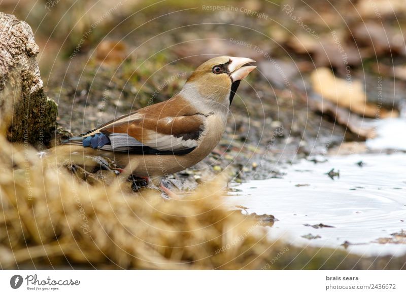 Hawfinch Science & Research Biology Ornithology Biologist Feminine Woman Adults Environment Nature Animal Water Earth Forest Wild animal Bird 1 Drinking