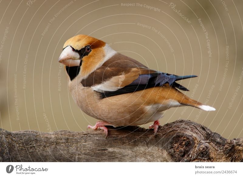 Hawfinch Science & Research Biology Ornithology Biologist Masculine Environment Nature Animal Earth Forest Wild animal Bird 1 Wood Feeding Multicoloured