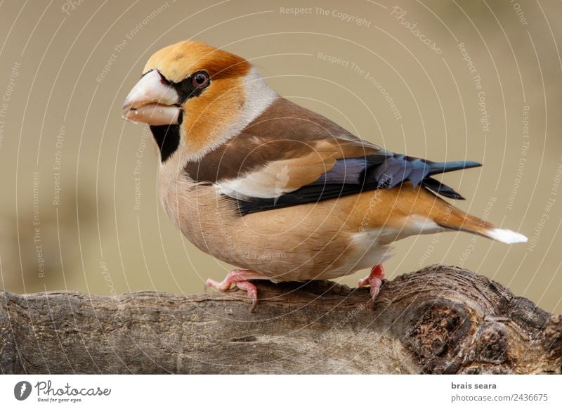 Hawfinch Science & Research Biology Ornithology Profession Biologist Masculine Environment Nature Animal Earth Forest Wild animal Bird 1 Wood Feeding