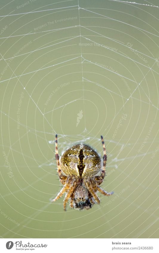 Spider on web Hunting Science & Research Biology Biologist Internet Environment Nature Animal Earth Wild animal 1 Eating Feeding Green Environmental protection