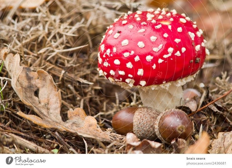 Fly Agaric mushroom Leisure and hobbies Environment Nature Plant Earth Autumn Mushroom Field Forest Natural Wild Red Fear of death fly agaric Amanita mushroom