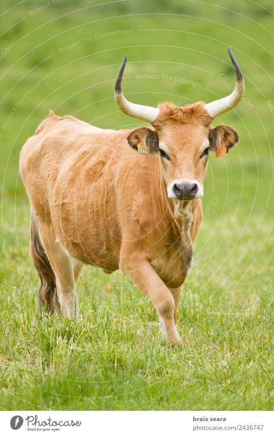 Cachena Cattle Veterinarian Farmer Masculine Environment Nature Animal Earth Grass Field Wild animal Cow 1 To feed Brown Green Love of animals cachena cattle