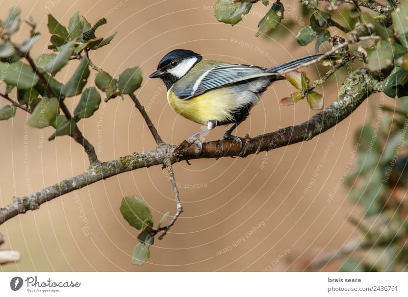 Great Tit Science & Research Biology Biologist Ornithology Profession Environment Nature Animal Earth Tree Forest Wild animal Bird 1 Natural Yellow