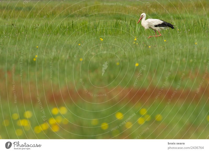 White Stork Science & Research Biology Ornithology Biologist Environment Nature Animal Earth Grass Field Wild animal Bird 1 To feed Feeding Green