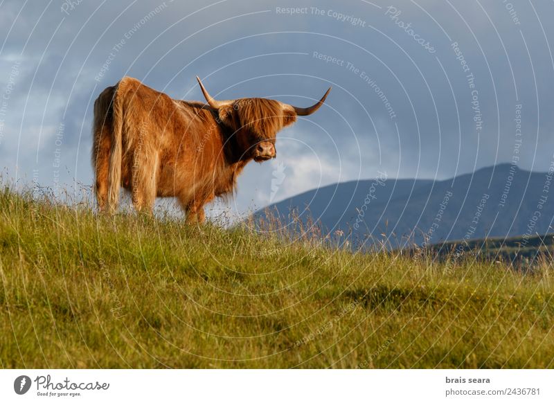 Highland cattle Vacation & Travel Tourism Trip Mountain Biology Profession Farmer Veterinarian Agriculture Forestry Nature Animal Grass Scotland Landmark