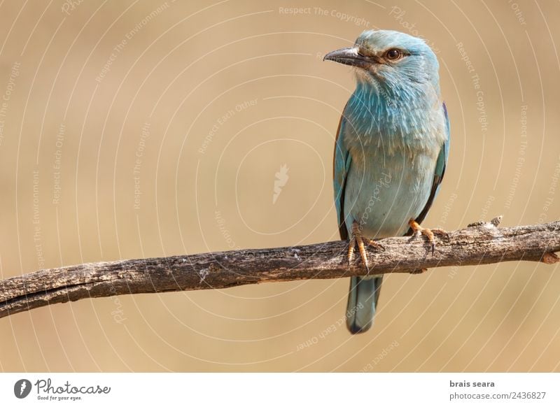 European Roller Science & Research Biology Ornithology Biologist Environment Nature Animal Earth Field Wild animal Bird 1 Wood Looking Blue Brown