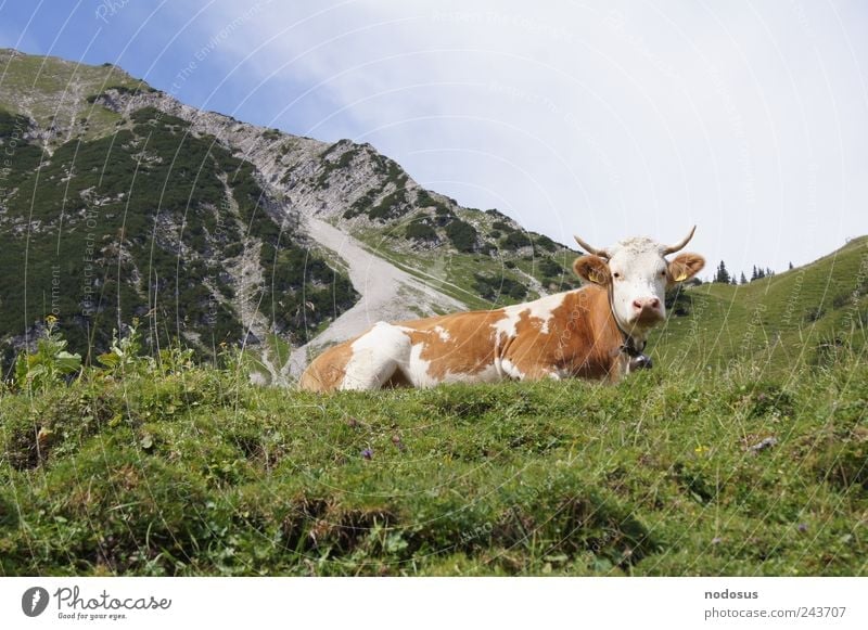 At the Kuhjoch Contentment Tourism Far-off places Summer Summer vacation Sunbathing Mountain Hiking Beautiful weather Flower Grass Alps Peak Cow Stone Fresh
