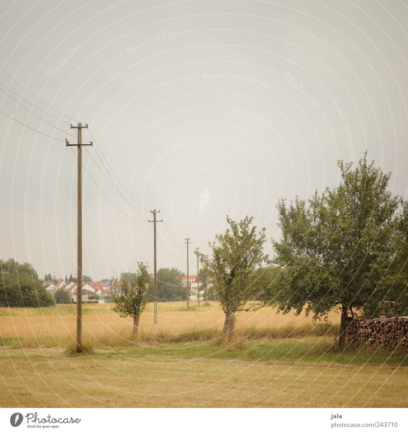 out of town Environment Nature Landscape Sky Summer Plant Tree Grass Bushes Foliage plant Agricultural crop Wild plant Meadow Field Small Town Electricity pylon