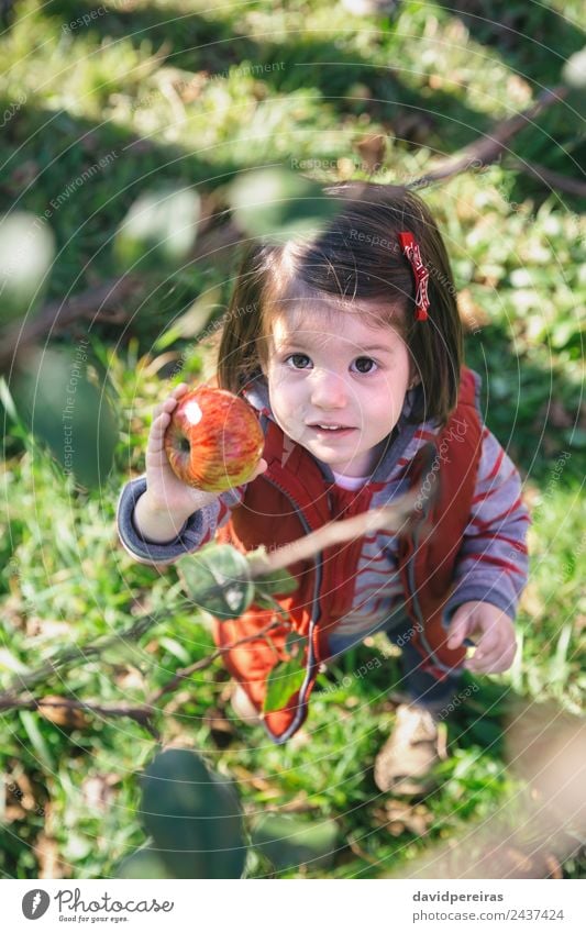 Little girl holding organic apple in her hand Fruit Apple Lifestyle Joy Happy Leisure and hobbies Garden Child Human being Woman Adults Family & Relations