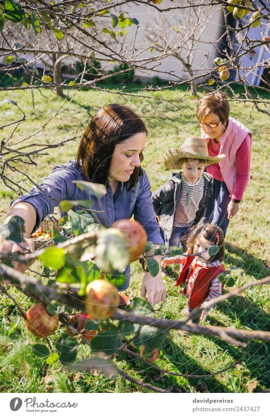 Woman picking apples from tree in a harvest Fruit Apple Lifestyle Joy Happy Leisure and hobbies Sun Garden Child Human being Adults Man Grandfather Grandmother