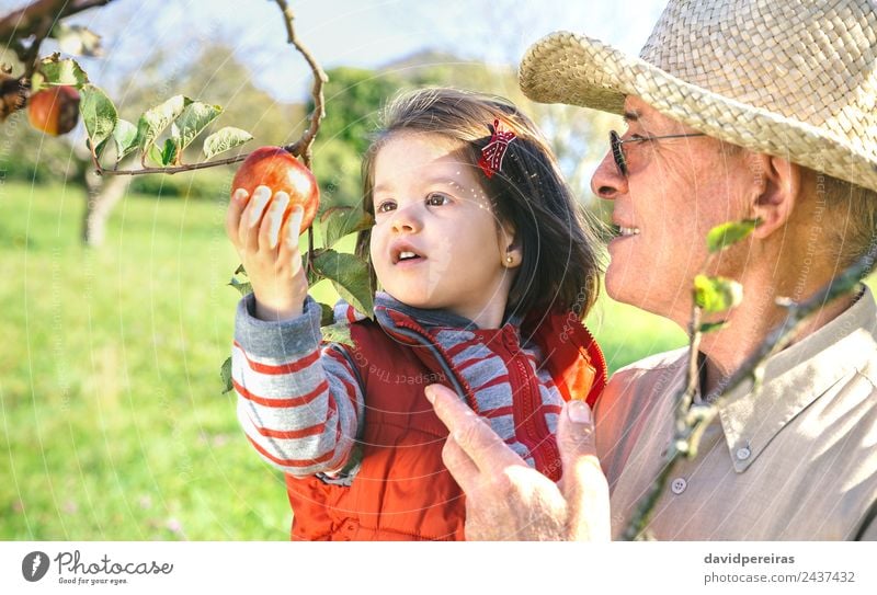 Senior man holding little girl picking apples in a sunny day Fruit Apple Lifestyle Happy Leisure and hobbies Garden Child Human being Baby Woman Adults Man