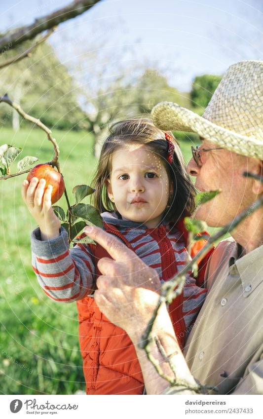 Senior man holding adorable little girl picking apples Fruit Apple Lifestyle Happy Leisure and hobbies Garden Child Human being Baby Woman Adults Man