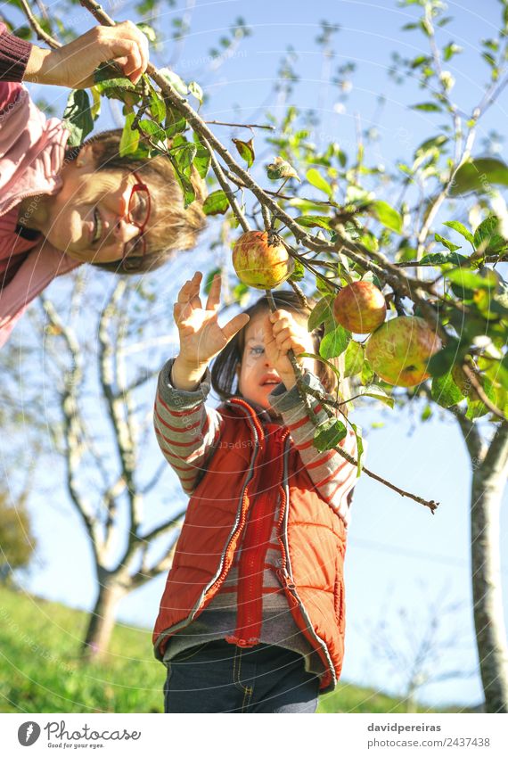 Little girl picking apples with senior woman Fruit Apple Lifestyle Joy Happy Leisure and hobbies Garden Child Human being Baby Woman Adults Grandfather