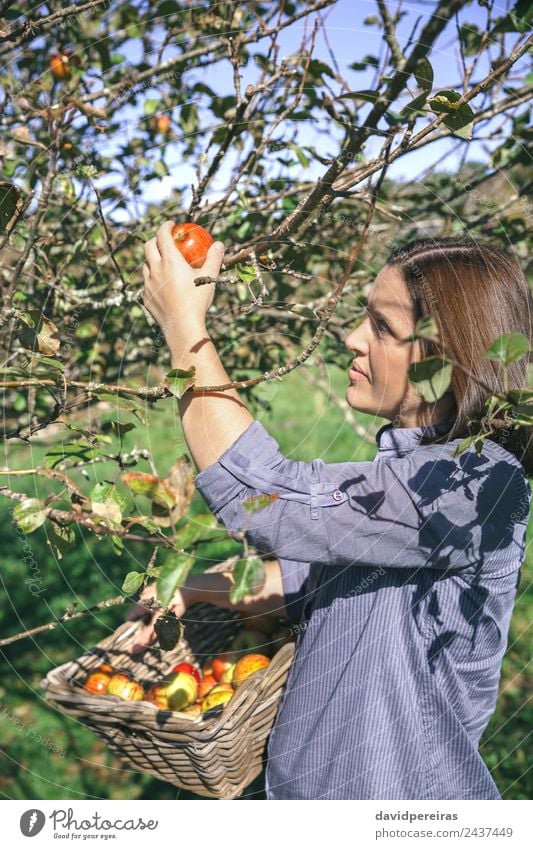 Woman picking apples with basket in her hands Fruit Apple Lifestyle Joy Happy Beautiful Leisure and hobbies Garden Human being Adults Hand Nature Autumn Tree