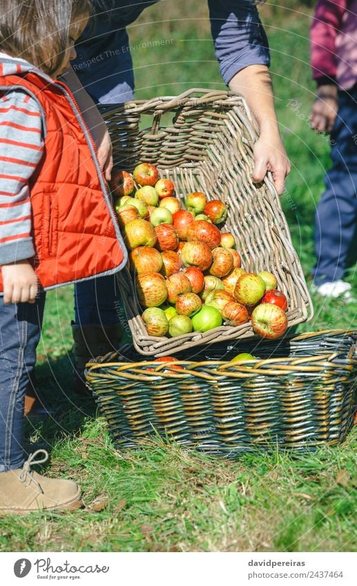Closeup of woman putting apples in wicker basket while little girl looking Fruit Apple Lifestyle Joy Happy Beautiful Leisure and hobbies Garden Child