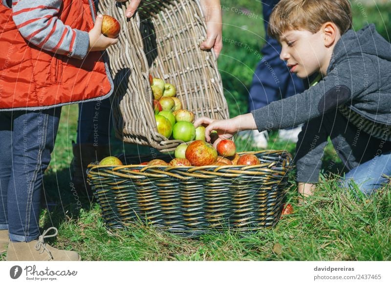 Closeup of children putting fresh organic apples inside of wicker basket with fruit harvest Fruit Apple Lifestyle Joy Happy Leisure and hobbies Garden Child