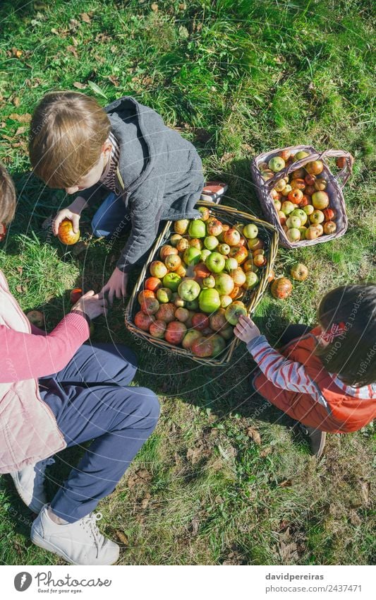 Top view of happy children and senior woman putting fresh organic apples inside of wicker baskets with fruit harvest Fruit Apple Lifestyle Joy Happy