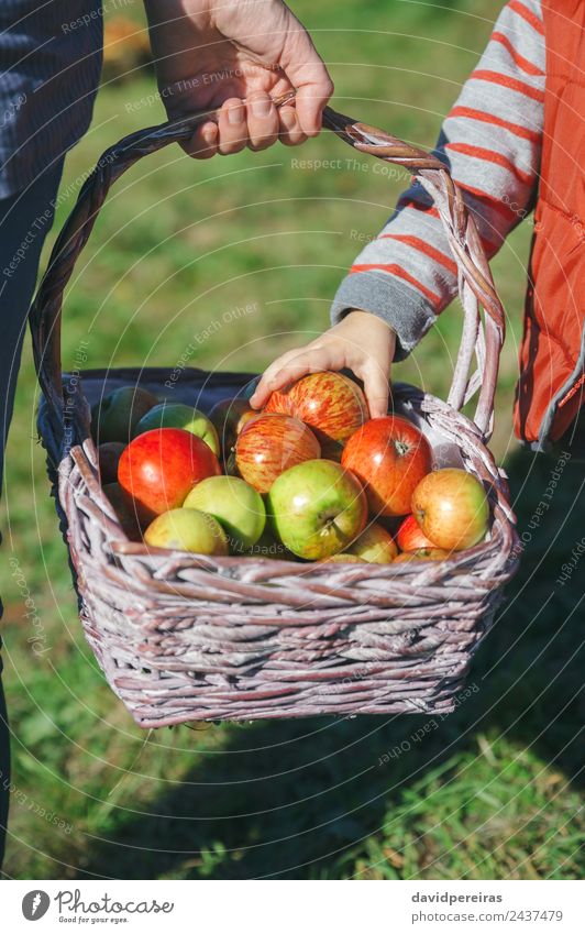 Girl hand picking a fresh apple from wicker basket Fruit Apple Lifestyle Joy Happy Beautiful Leisure and hobbies Garden Human being Woman Adults Hand Nature