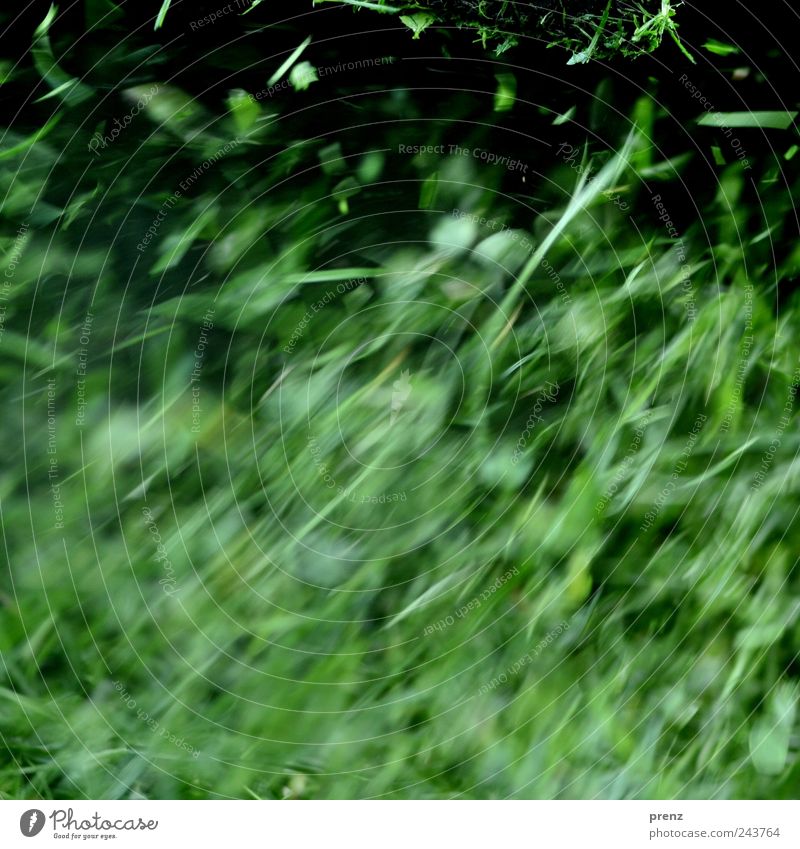 grass Plant Grass Park Meadow Fresh Juicy Green Leaf Blade of grass Floating Line Part Colour photo Exterior shot Deserted Day Motion blur