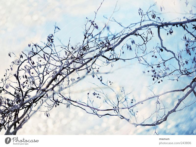 ice blue Nature Ice Frost Snow Tree Twigs and branches Glittering Bright Cold Blue White Colour photo Exterior shot Deserted Copy Space top Copy Space bottom