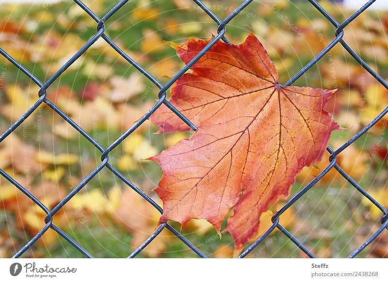 False news | The first autumn leaf Maple leaf Leaf Autumn leaves End of the season Autumnal Get stuck Suspended entangled Net Complicated October Wire fence