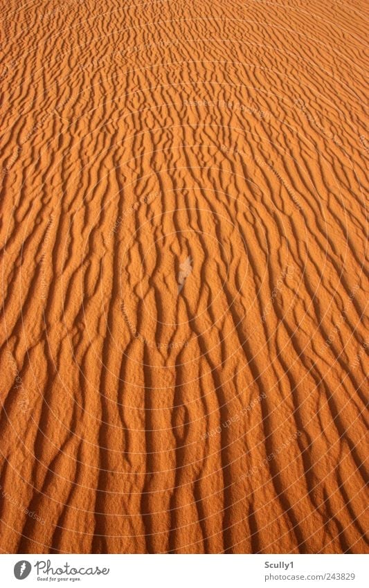 Desert in Saudi Arabia Nature Landscape Elements Sand Earth Summer Climate Climate change Beautiful weather Wind Drought Coast Beach Observe Touch Relaxation