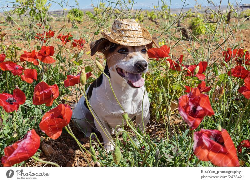 Cute dog sitting in poppy flowers with summer hat Joy Happy Beautiful Face Vacation & Travel Summer Sun Friendship Nature Landscape Animal Flower Grass Hat Pet