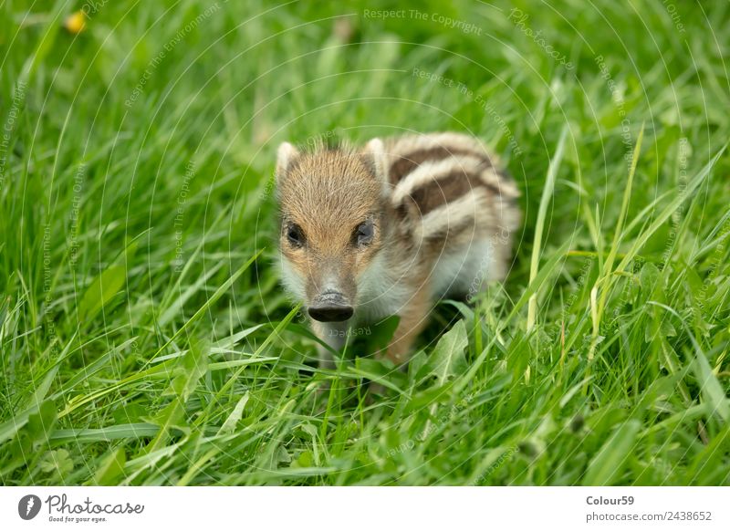 newbie Beautiful Baby Nature Animal Spring Grass Meadow Wild animal Animal face 1 Baby animal Small Cute Brown Green White Boar youthful Young boar Piglet