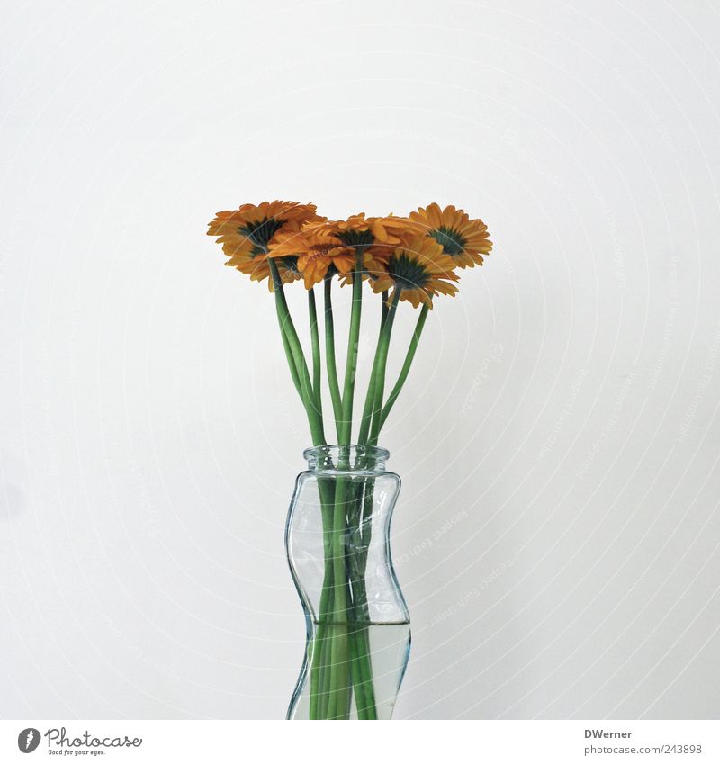 gerbera Well-being Calm Fragrance Plant Flower Blossoming Faded To dry up Growth Green Power Beautiful Attachment Vase Background picture Gerbera Fresh