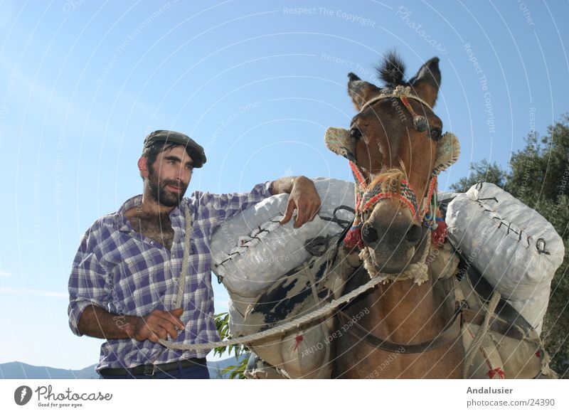Andalusian Duo Spain Andalucia Society Rural Human being Donkey