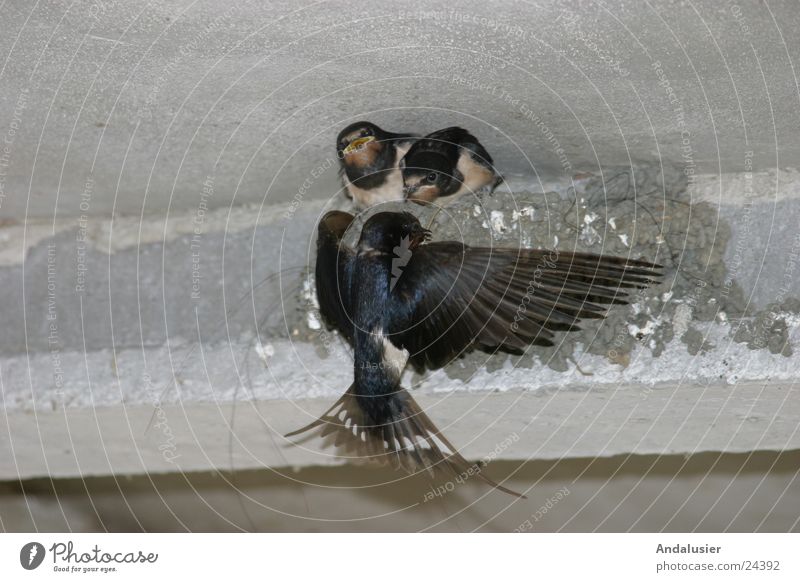 dovetail feeding Animal Bird Swallow Feeding Nature Movement