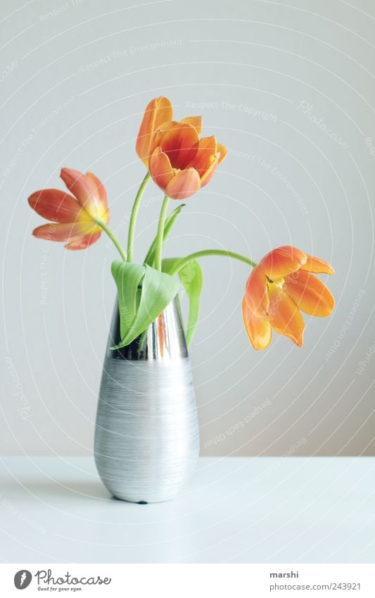 tulip splendour Plant Flower Tulip Yellow Silver Limp Vase Decoration Bright Blossoming Colour photo Interior shot