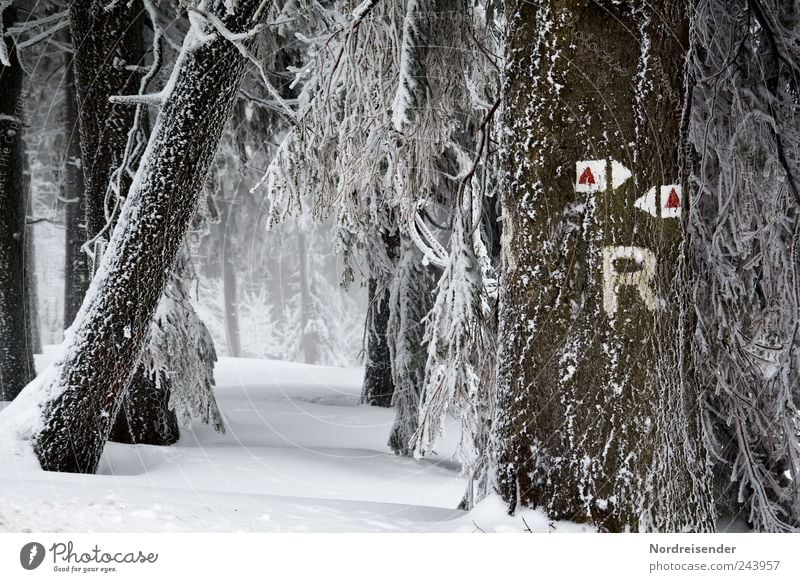 Frosty characters Tourism Winter Snow Winter vacation Nature Landscape Plant Climate Ice Tree Forest Lanes & trails Sign Characters Signs and labeling Arrow