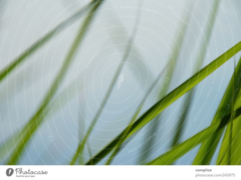 shore grass Relaxation Calm Spa Vacation & Travel Plant Grass Bushes Foliage plant Garden Park Coast Lakeside Blue Green Common Reed Background picture