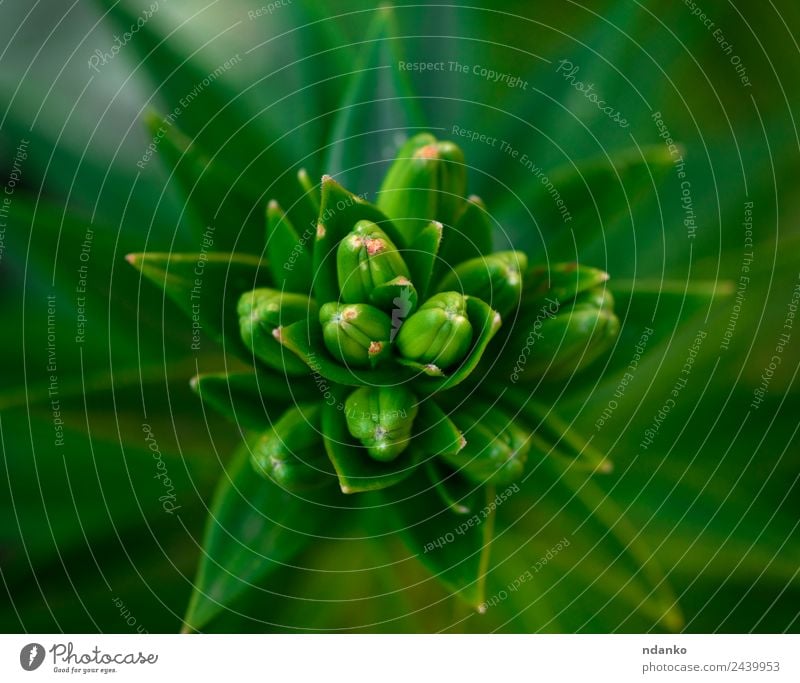 green leaves Nature Plant Flower Leaf Fresh Above Green Colour Lily background spring Botany stem lilly Floral Colour photo Close-up Deserted Bird's-eye view
