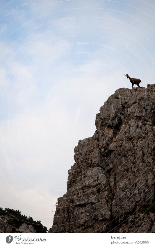 King of the Hill Nature Landscape Sky Clouds Summer Rock Alps Animal Wild animal 1 To hold on Looking Blue Brown Bravery Power Might Chamois Dolomites Mountain