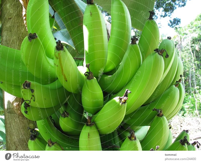banana Banana Bushes Green Brazil Detail Nutrition Mature