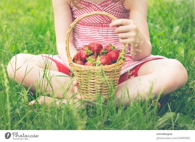 A basket full of strawberries in his lap Food Fruit Strawberry Vegetarian diet Basket Wellness Life Senses Summer Human being Feminine Girl Infancy Body 1