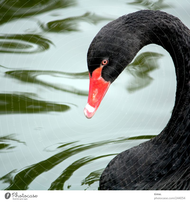 Black Schoenling Animal Water Wild animal Bird Swan Animal face 1 Red Esthetic Uniqueness Exotic Serene Contentment Inspiration Creativity Nature Pure Beautiful