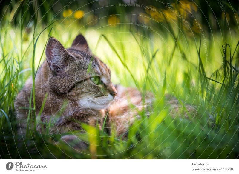 A shady resting place, cat in the grass Nature Plant Animal Summer Flower Grass Leaf Blossom Marsh marigold Meadow Cat 1 Observe To enjoy Lie pretty Brown