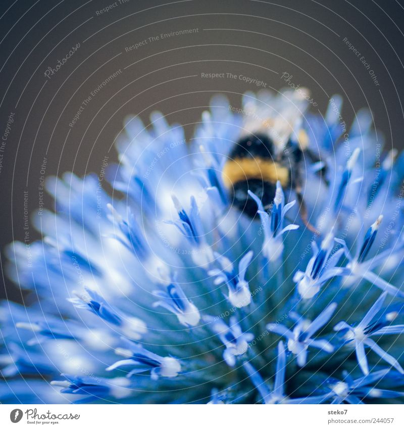 Bumblebee Fakir Blossom 1 Animal Blue Black Bumble bee Stemless carline thistle Accumulate Nectar Summer Sphere Colour photo Macro (Extreme close-up)
