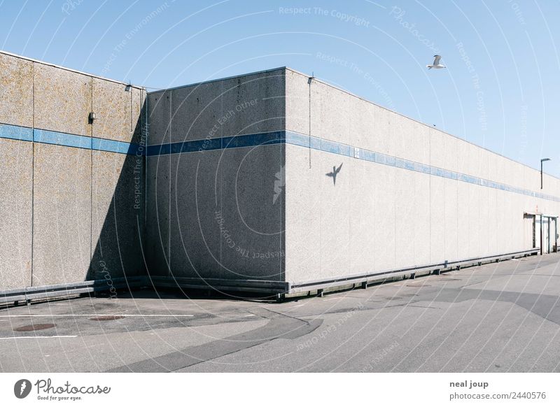 Empty space Cloudless sky Deserted Warehouse Facade Seagull 1 Animal Concrete Flying Gigantic Gloomy Blue Gray Calm Wanderlust Loneliness Apocalyptic sentiment