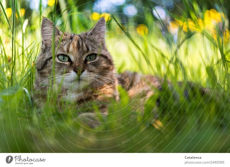 A little cat in the high grass Nature Plant Animal Sky Summer Beautiful weather Flower Grass Leaf Blossom Wild plant Marsh marigold Meadow Field Cat 1 Observe