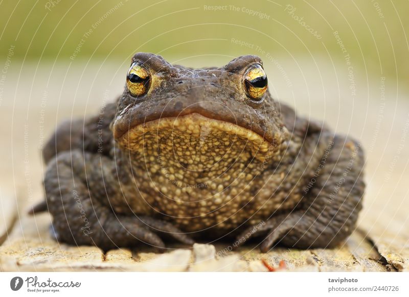 cute common brown toad looking at the camera Beautiful Face Environment Nature Animal Stand Dark Large Natural Cute Slimy Wild Brown Gray bufo Toad habitat